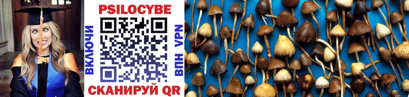 Купить закладки  Нерюнгри  Псилоцибиновые грибы Cubensis 